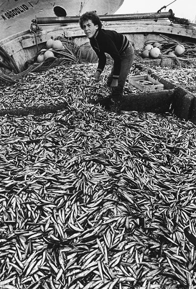 Pesce azzurro. Porto Garibaldi, Ferrara, stampa vintage alla gelatina ai sali d'argento