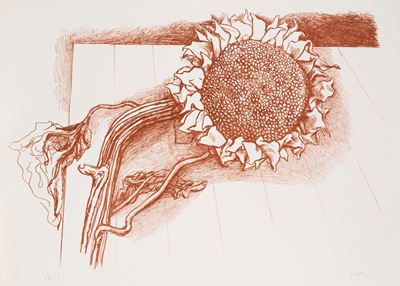 Girasole
