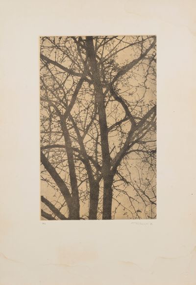 Albero