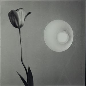 La tulipa i el faro