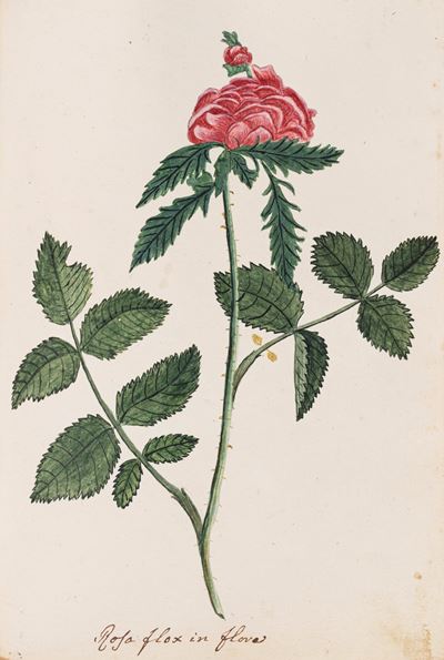 Erbario