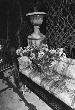 Studio di architettura per Domus: composizione con divano e gatto