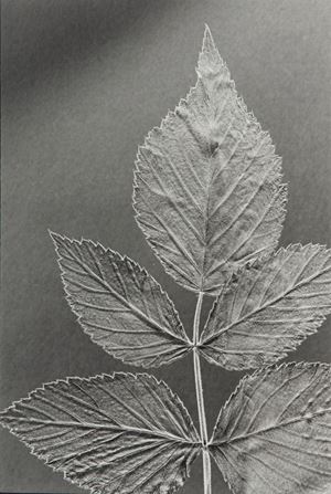 Senza titolo (Foglia)