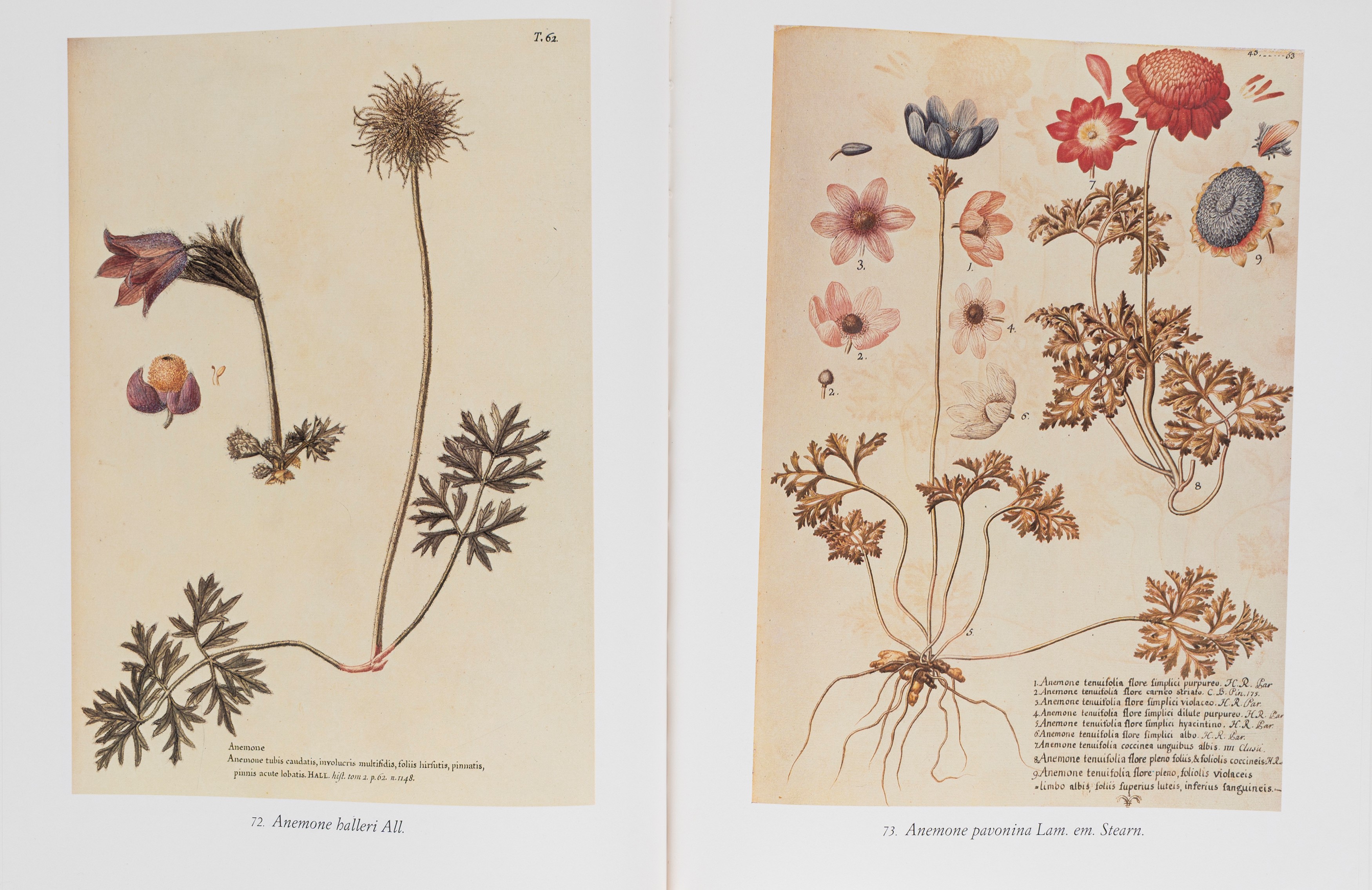 Flora Ornamentale - Iconographia Taurinensis