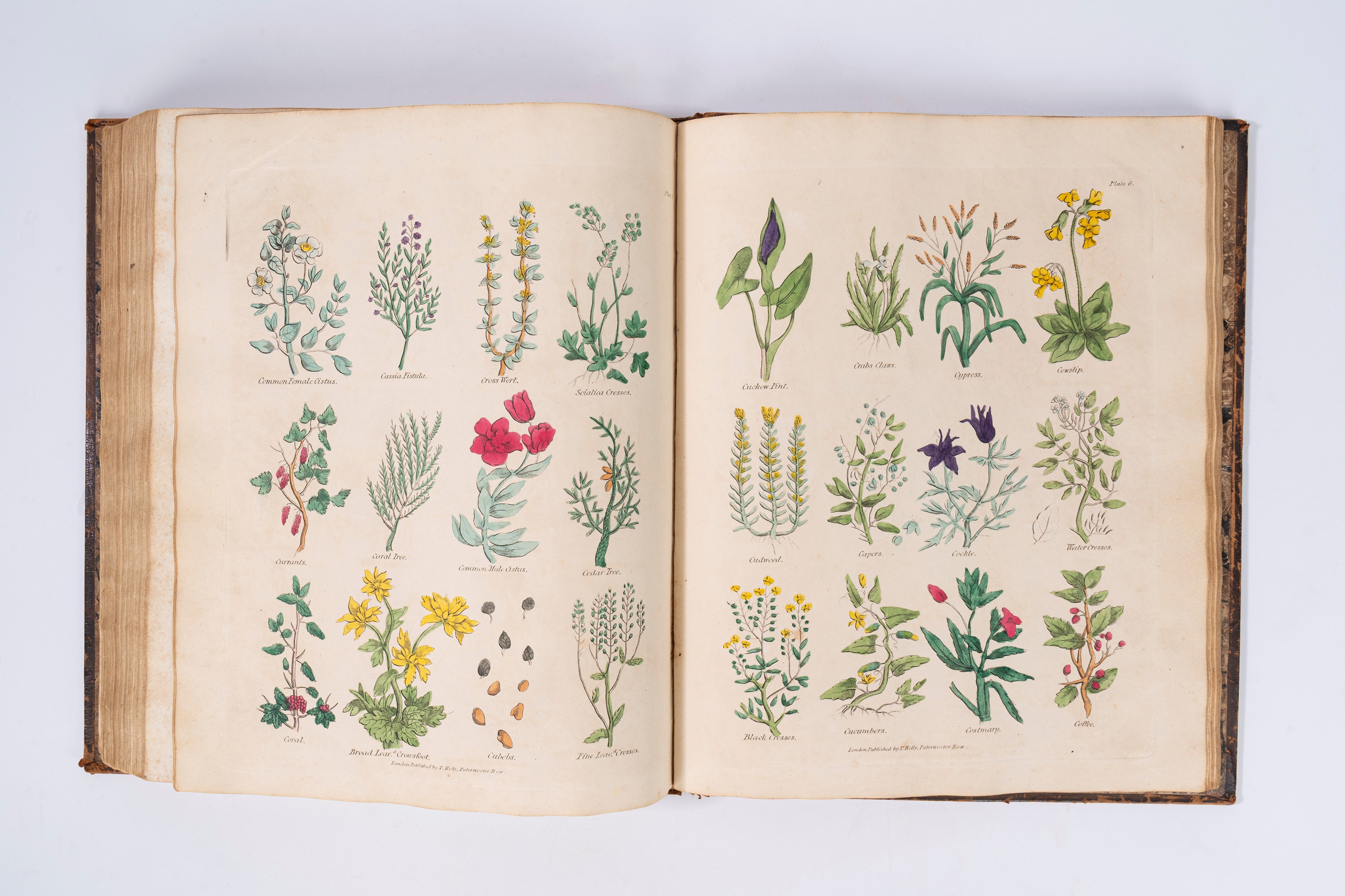 Culperer's Complete Herbal con aggiunta di oltre cento erbe