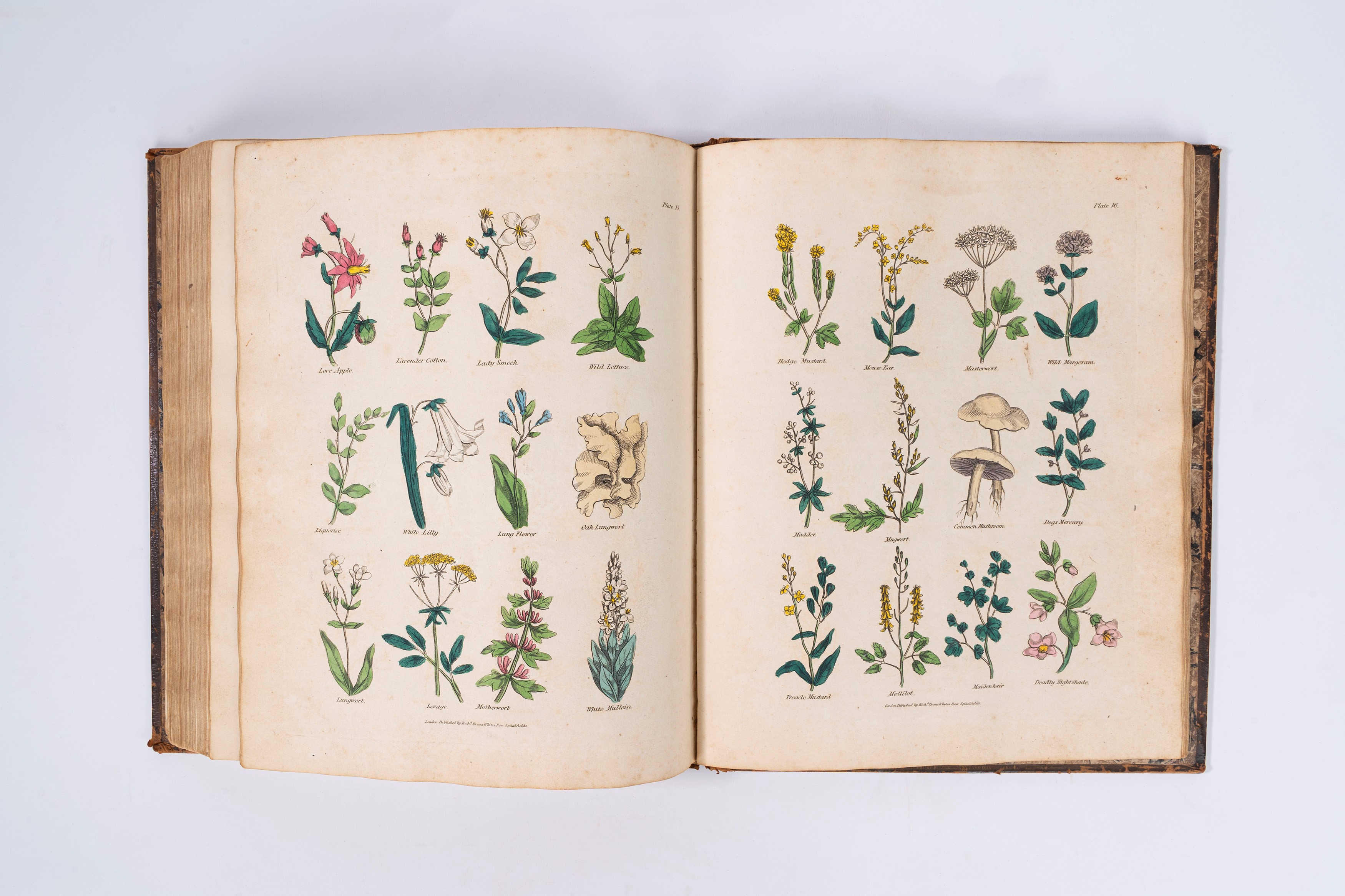 Culperer's Complete Herbal con aggiunta di oltre cento erbe
