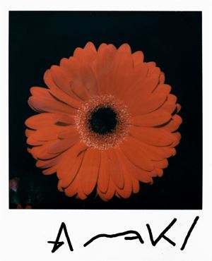 Gerbera