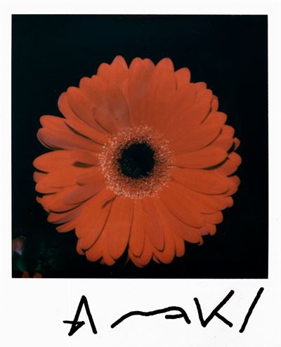 Gerbera - Polaroid