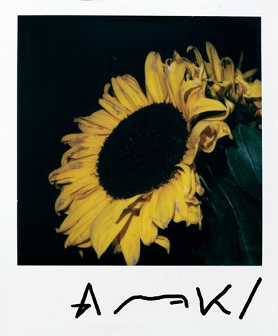 Sunflower - Polaroid, cm 10,4 x 8,8, anni 2000