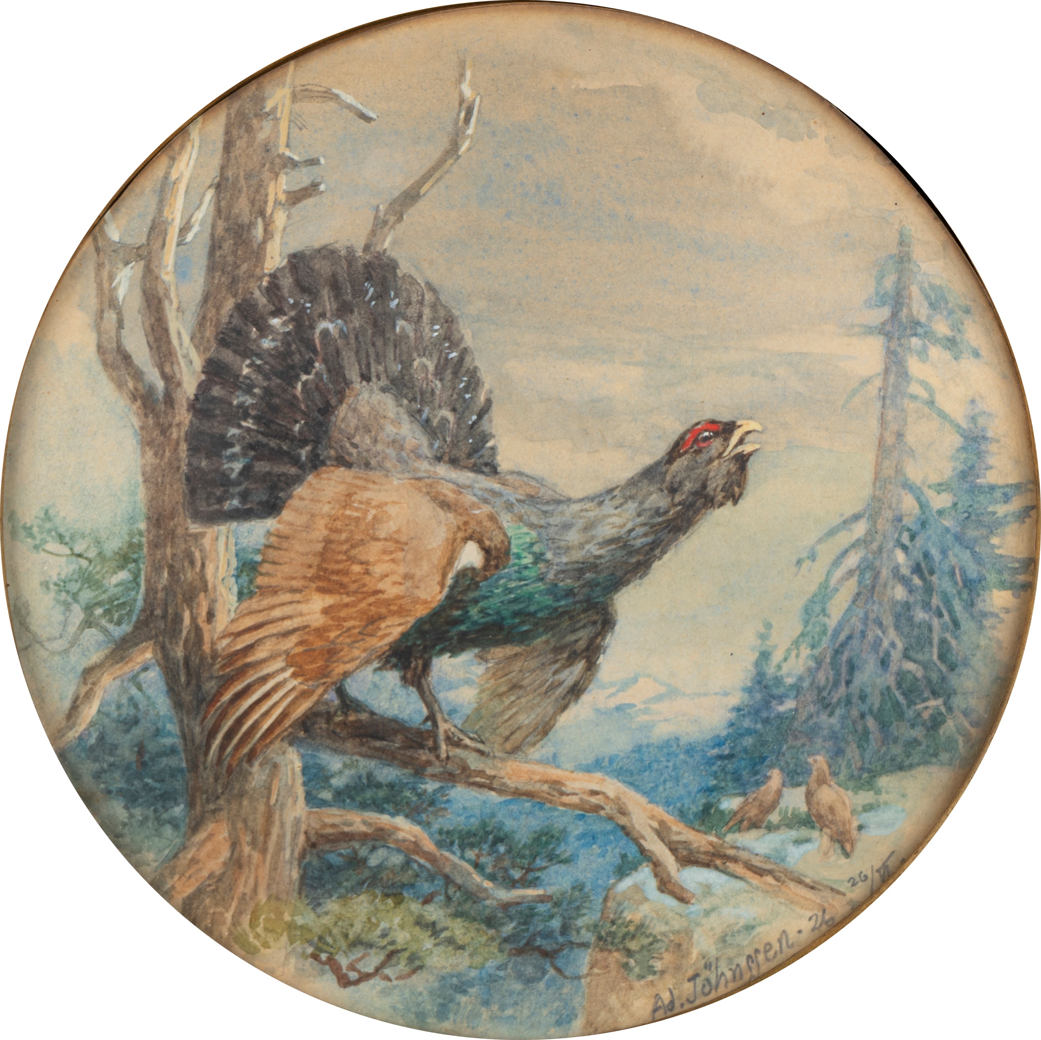 Adolf Johnssen - Gallo Cedrone