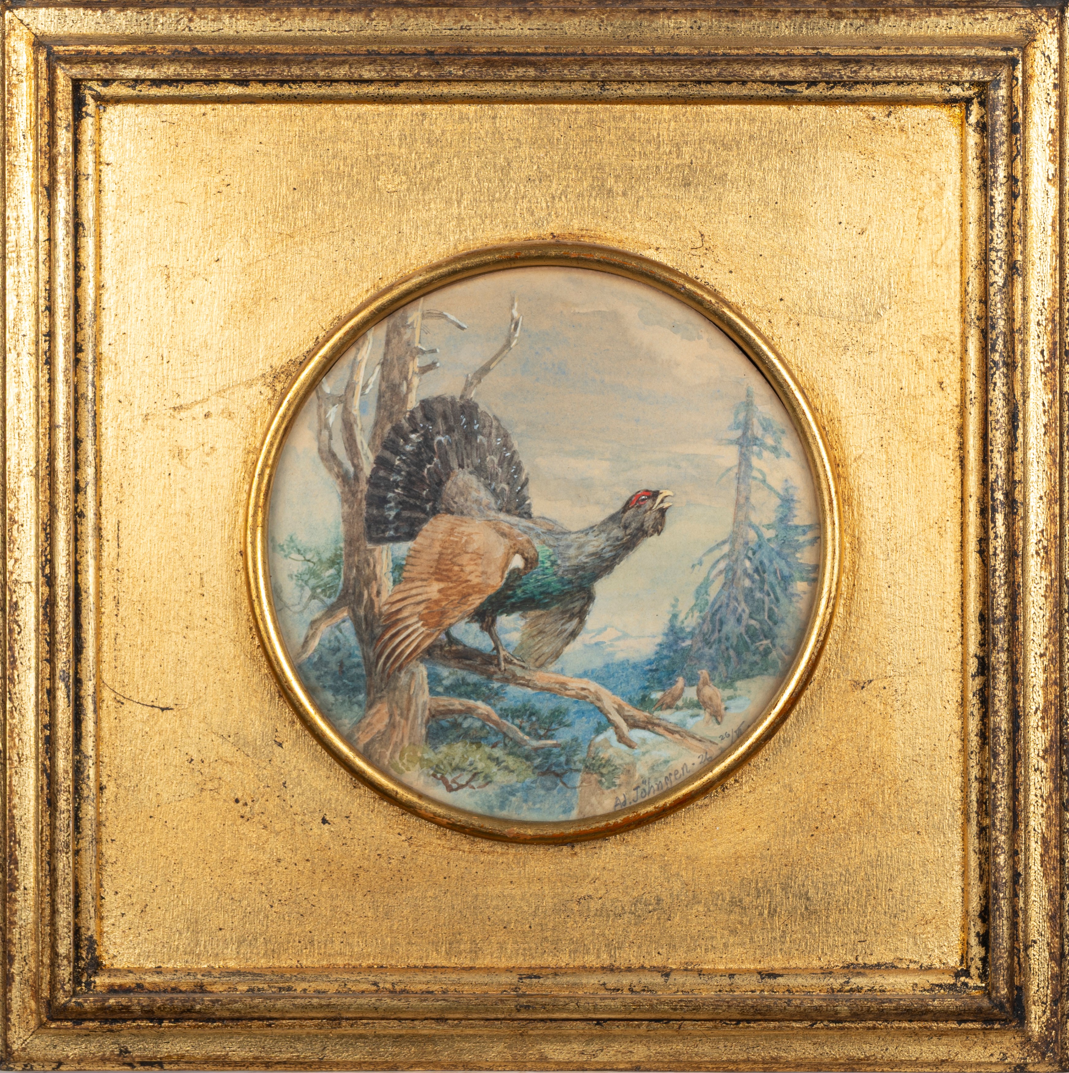 Adolf Johnssen - Gallo Cedrone