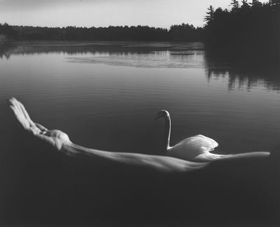 Foster's Swan, stampa vintage alla gelatina ai sali d'argento
