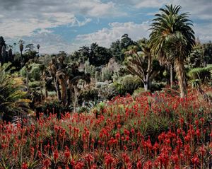 Yucca brevifolia