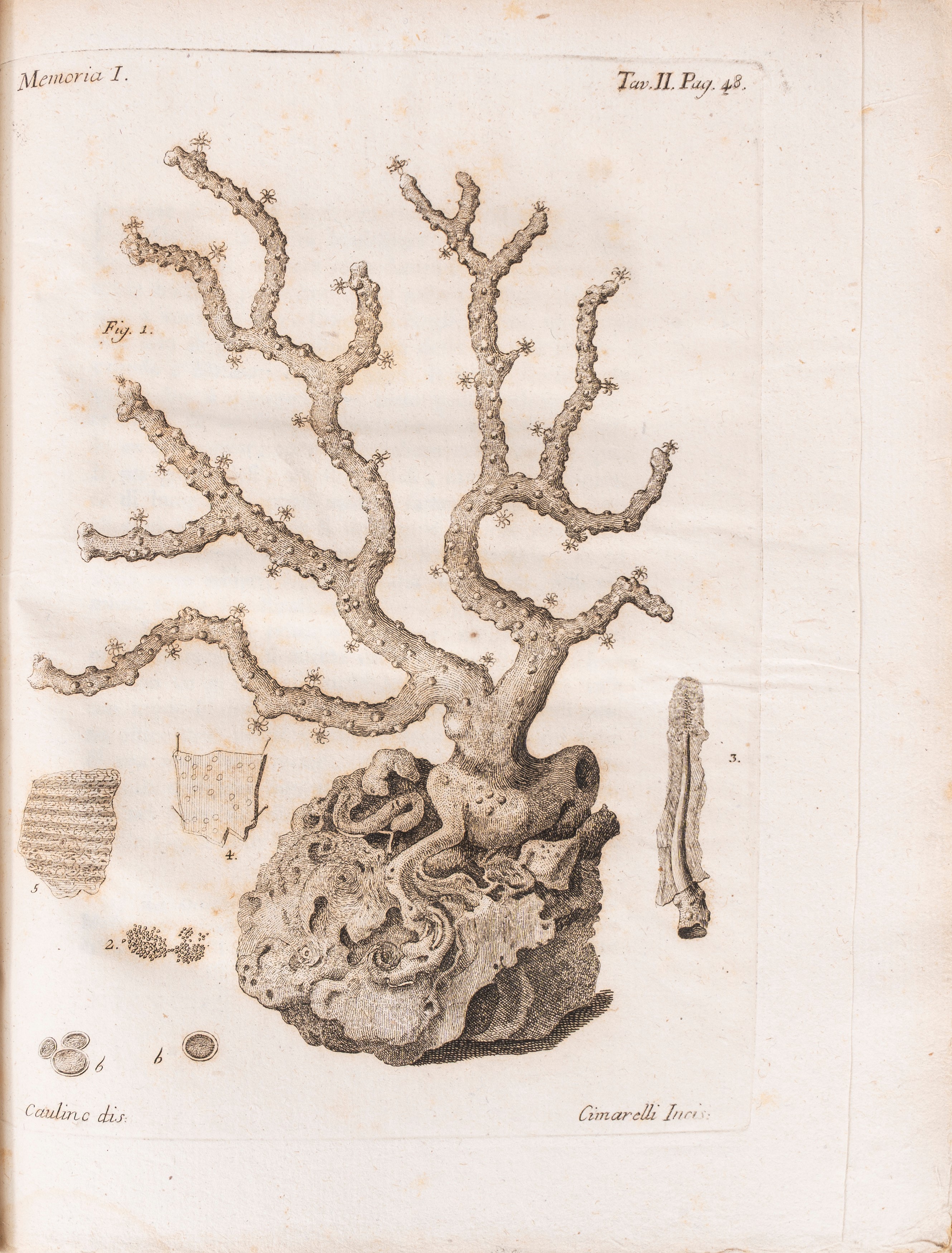 Memorie per servire alla storia de' polipi marini