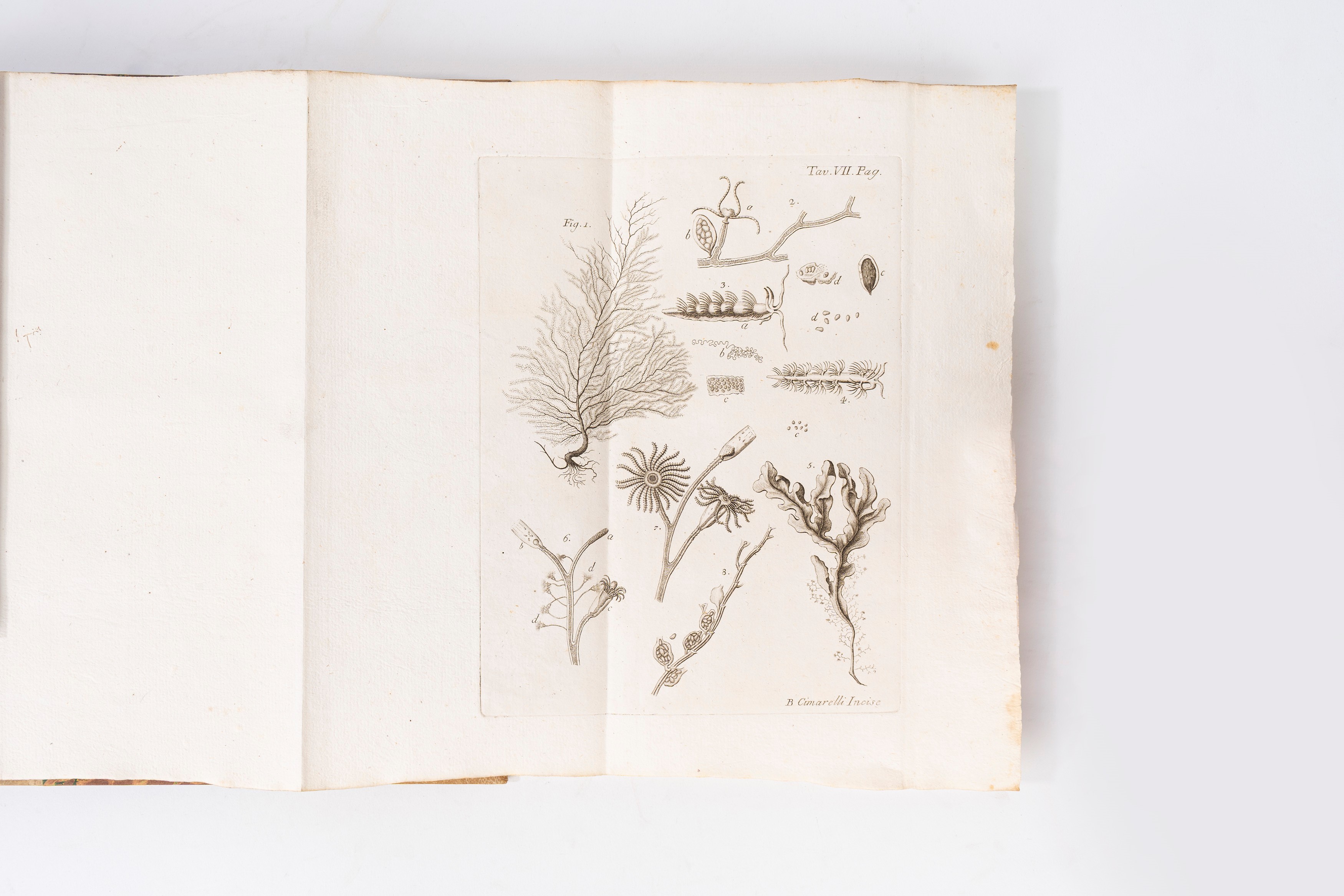 Memorie per servire alla storia de' polipi marini