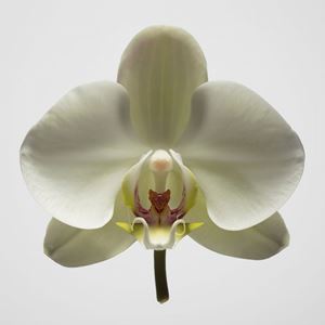 Orchidea n. 3