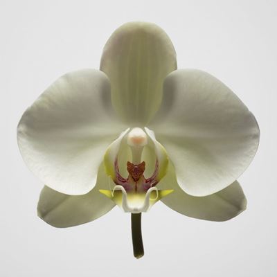Orchidea n. 3, Stampa ai pigmenti su carta cotone