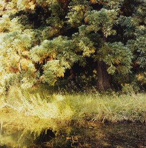 Senza titolo, Sorgente del Tevere