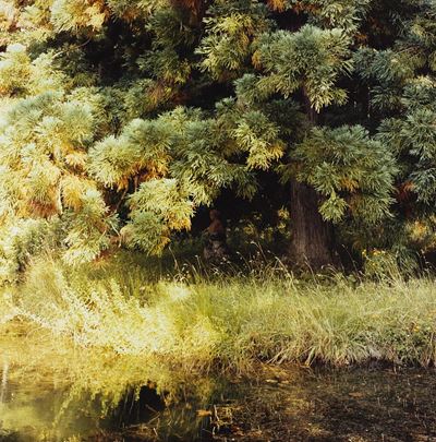 Sorgente del Tevere, C-print vintage montata su dibond