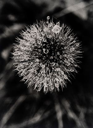 Gioiello della Natura