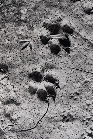 Orme sul Terrano (Biella)