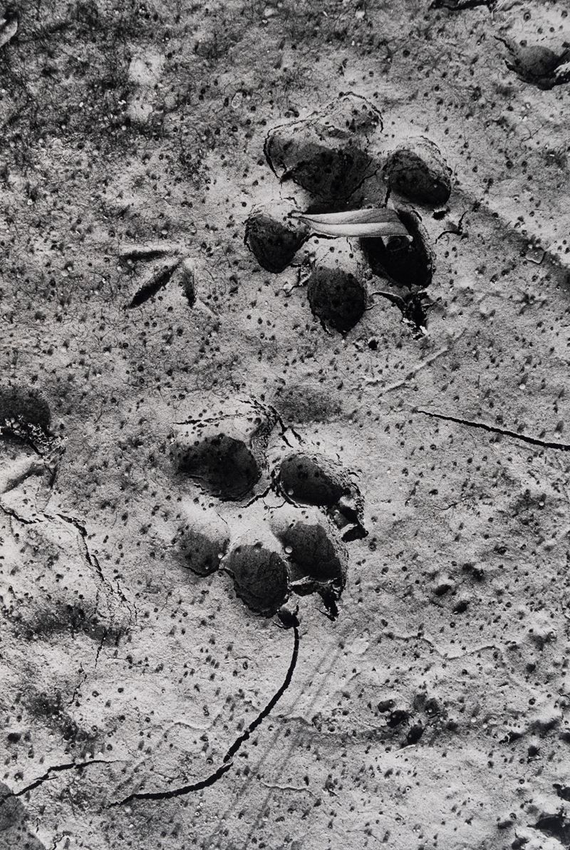 Orme sul Terrano (Biella)