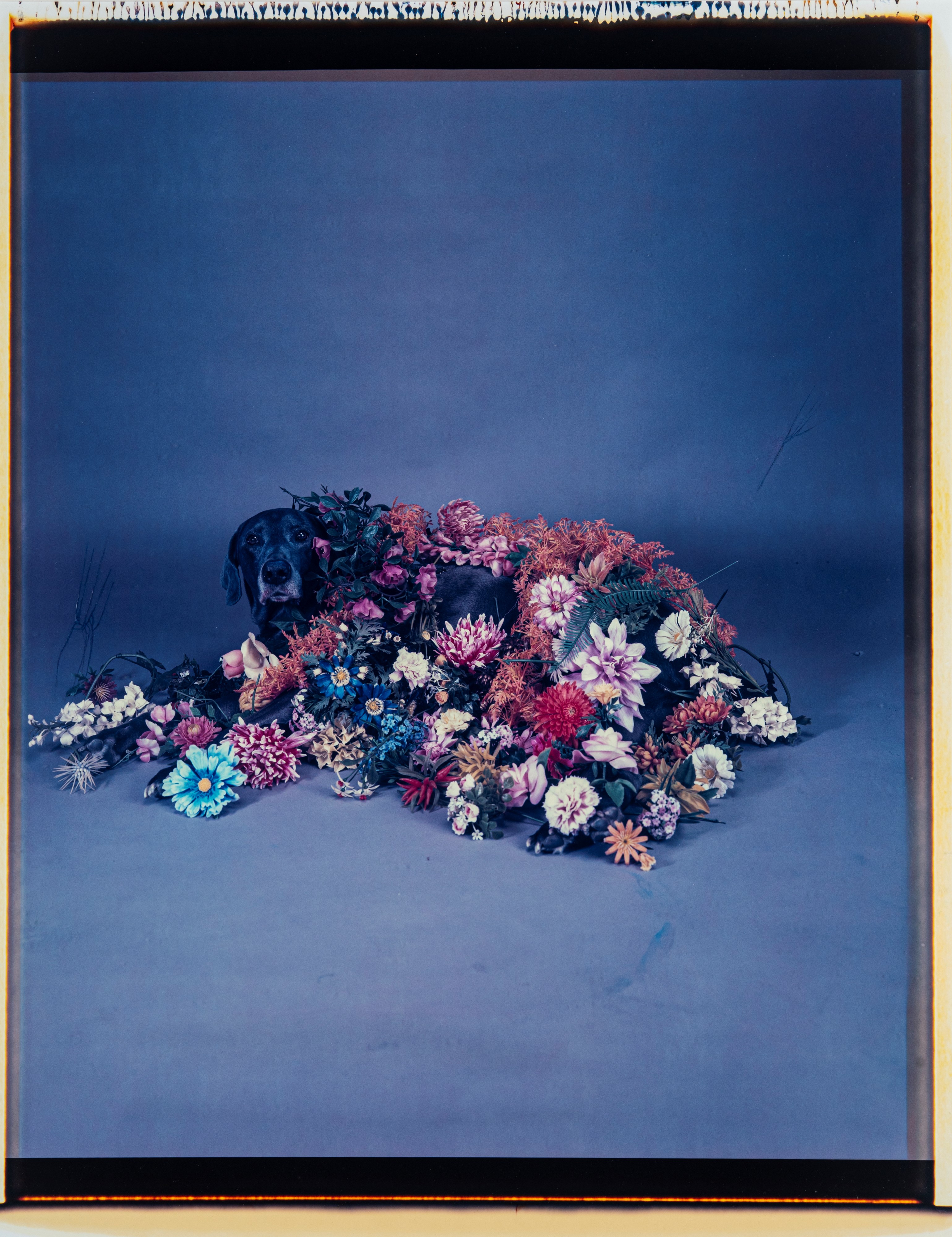 William Wegman - Garden