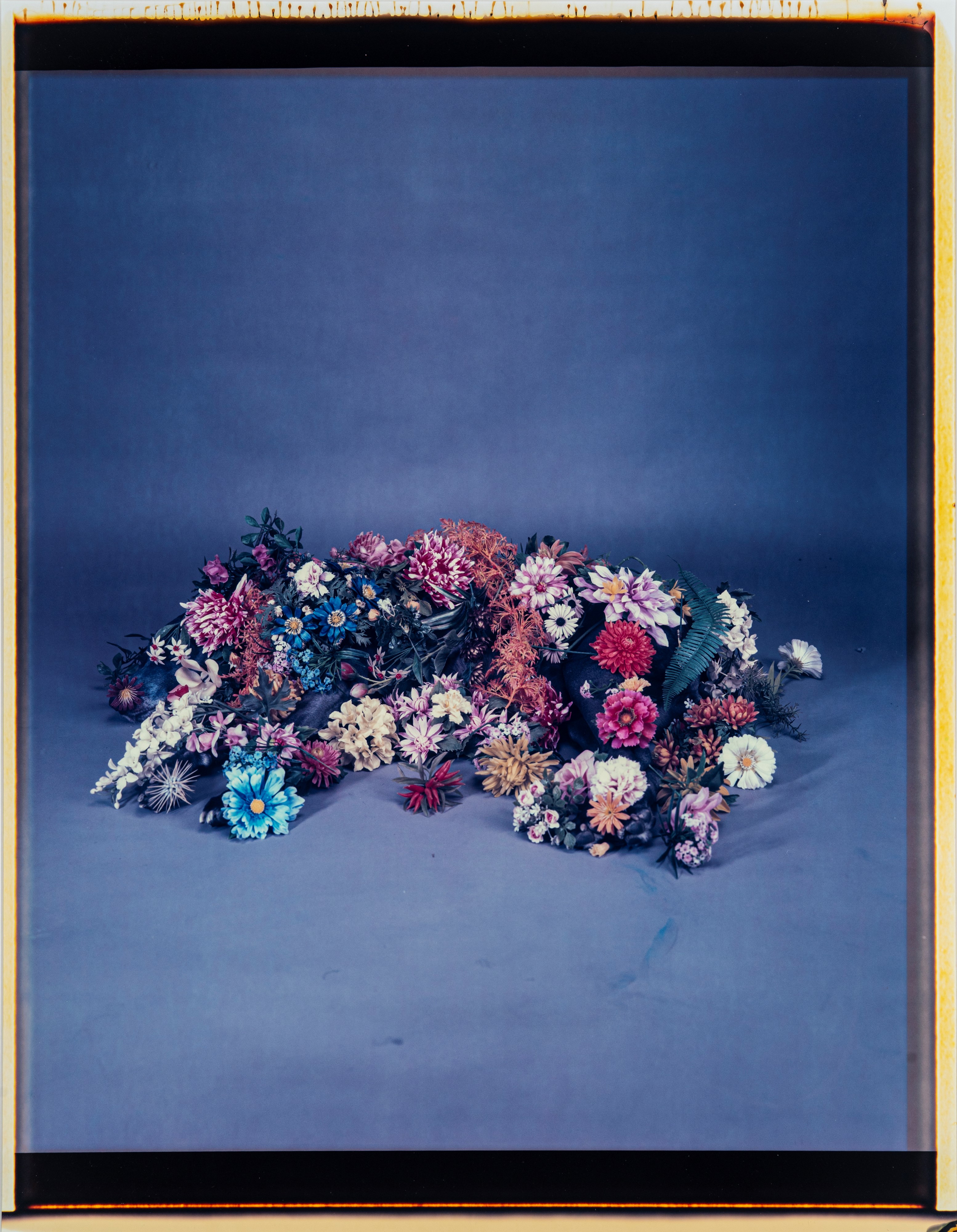William Wegman - Garden