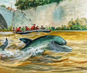 Un delfino nel Tevere