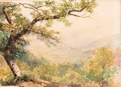 Bosco di Montagna
