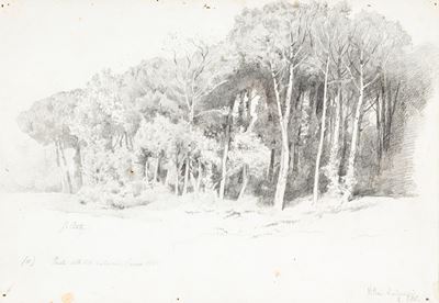 Pineta della Villa Ludovisi