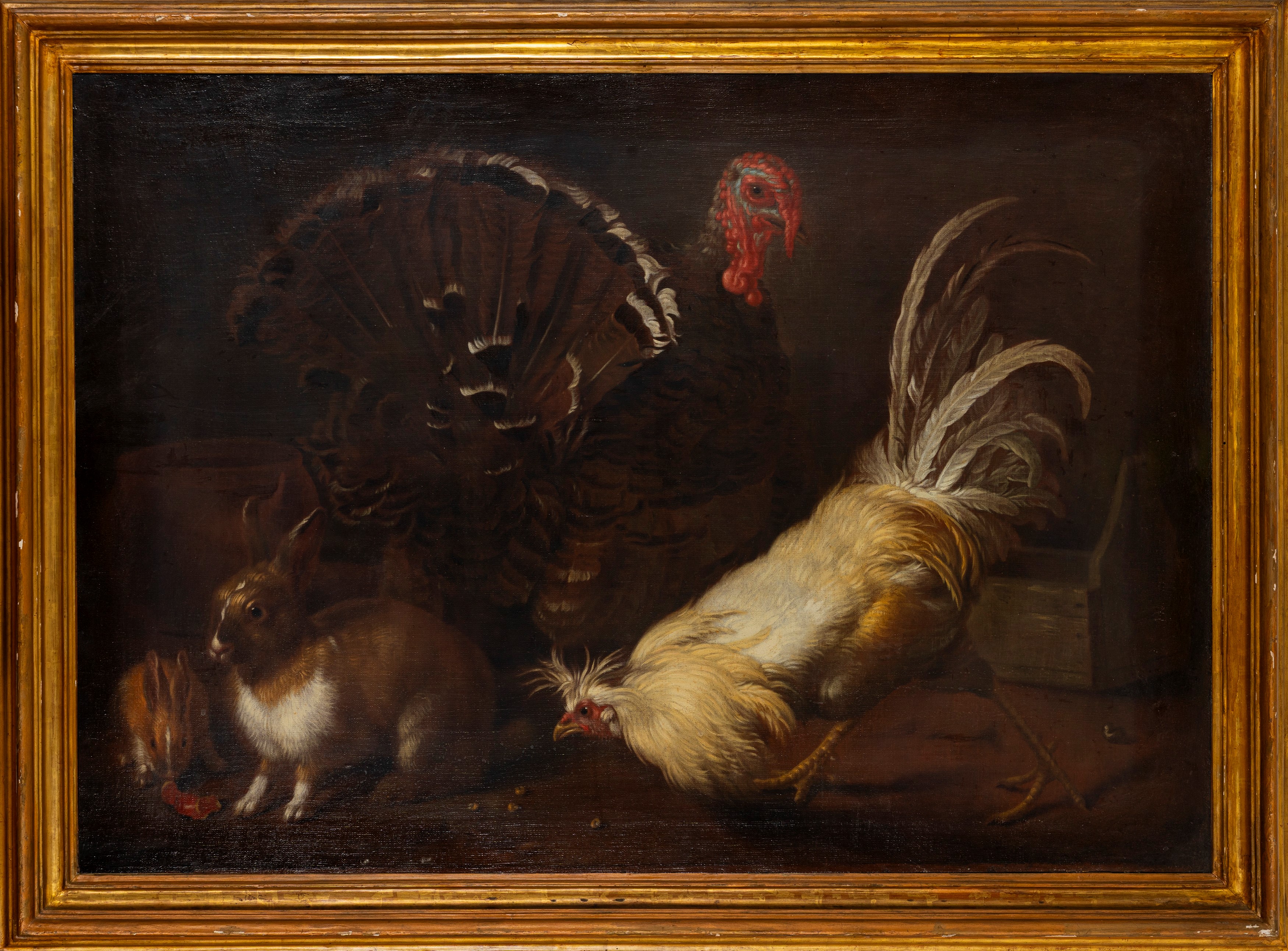 Scuola Fiamminga, Secolo XVII - Tacchino, gallina e conigli, olio su tela