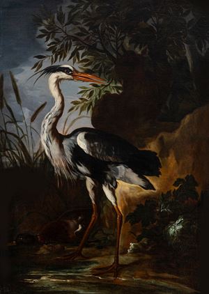 Airone cinerino con anatra presso uno stagno