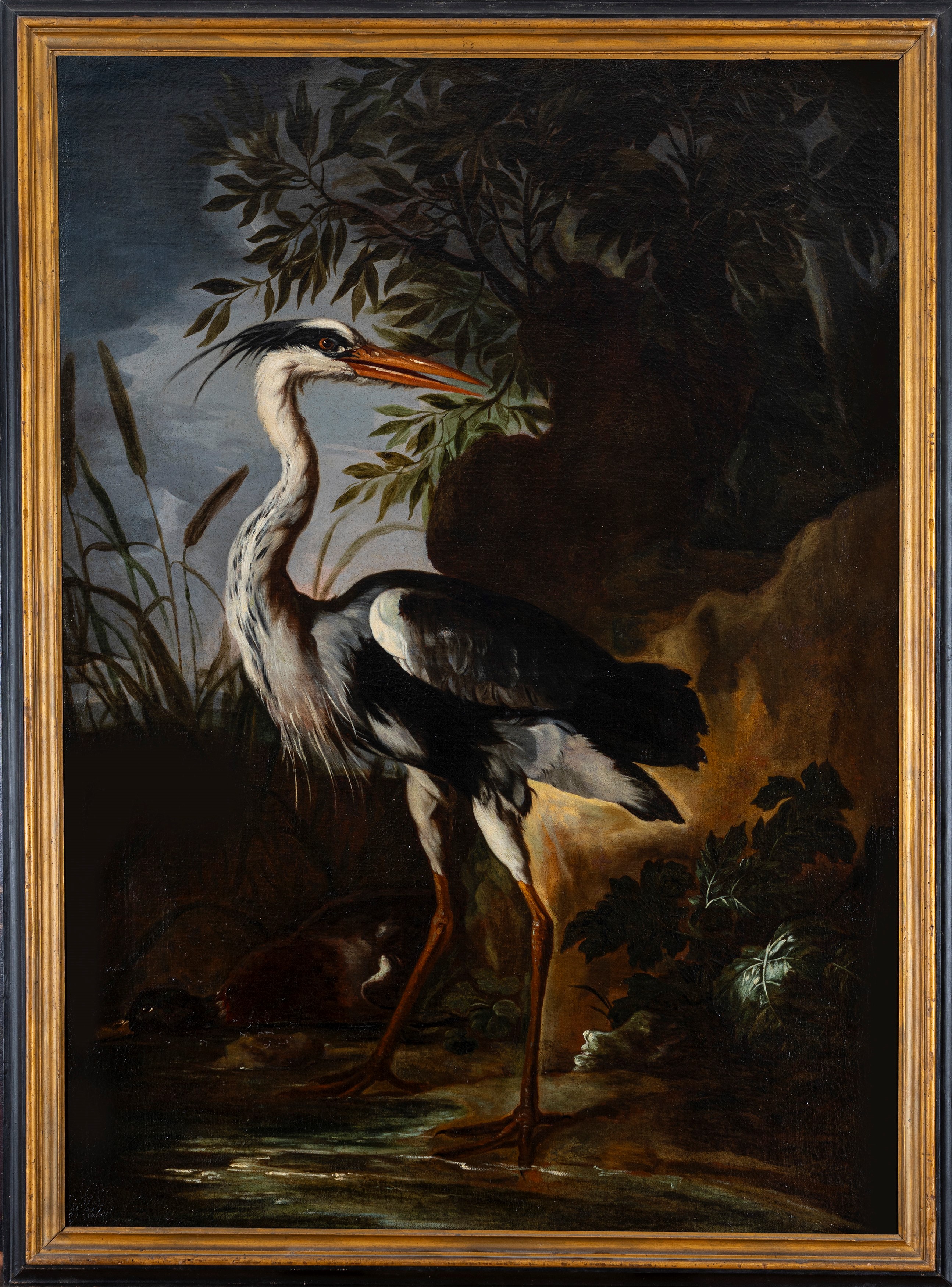 Airone cinerino con anatra presso uno stagno