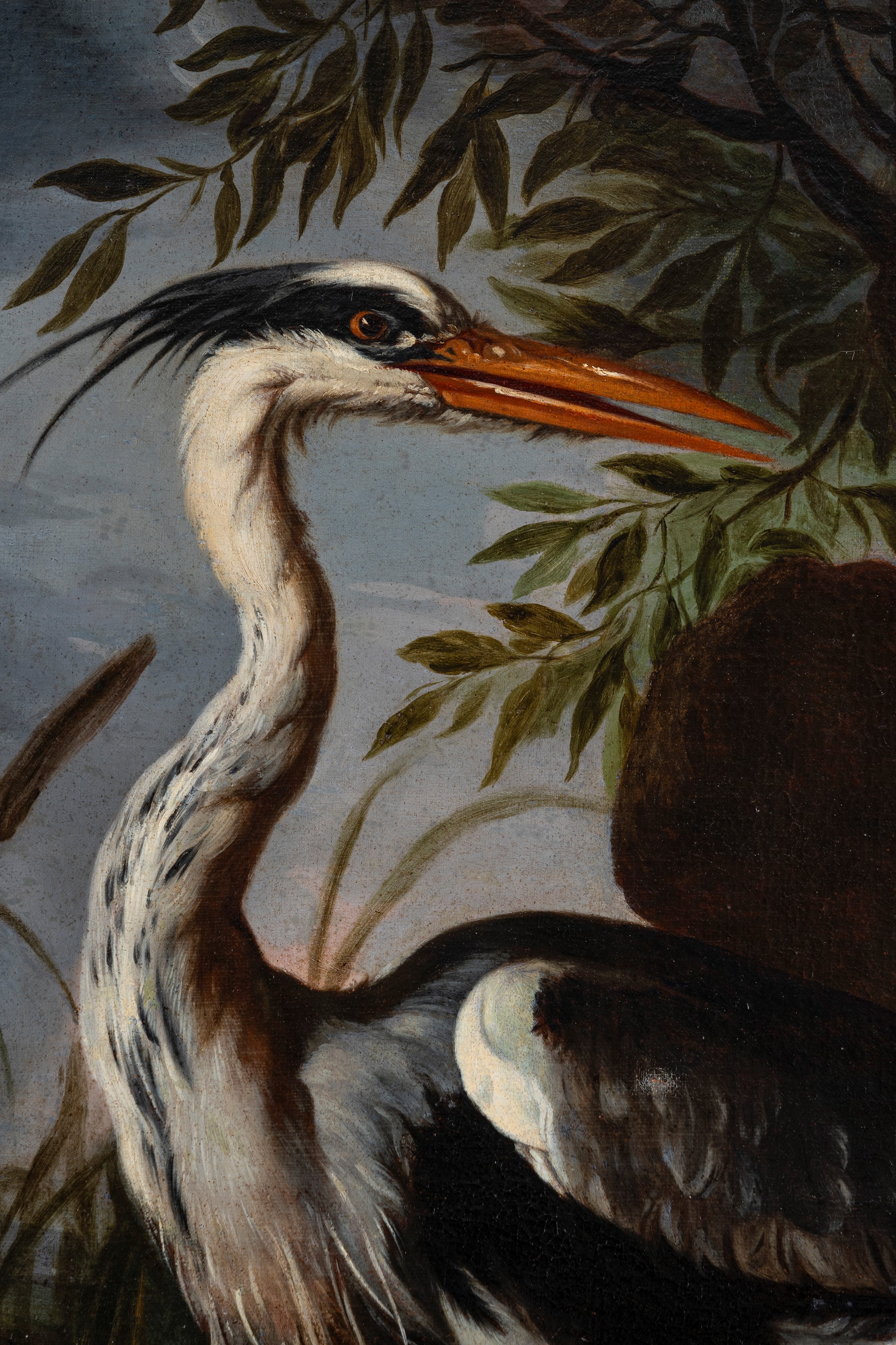 Airone cinerino con anatra presso uno stagno