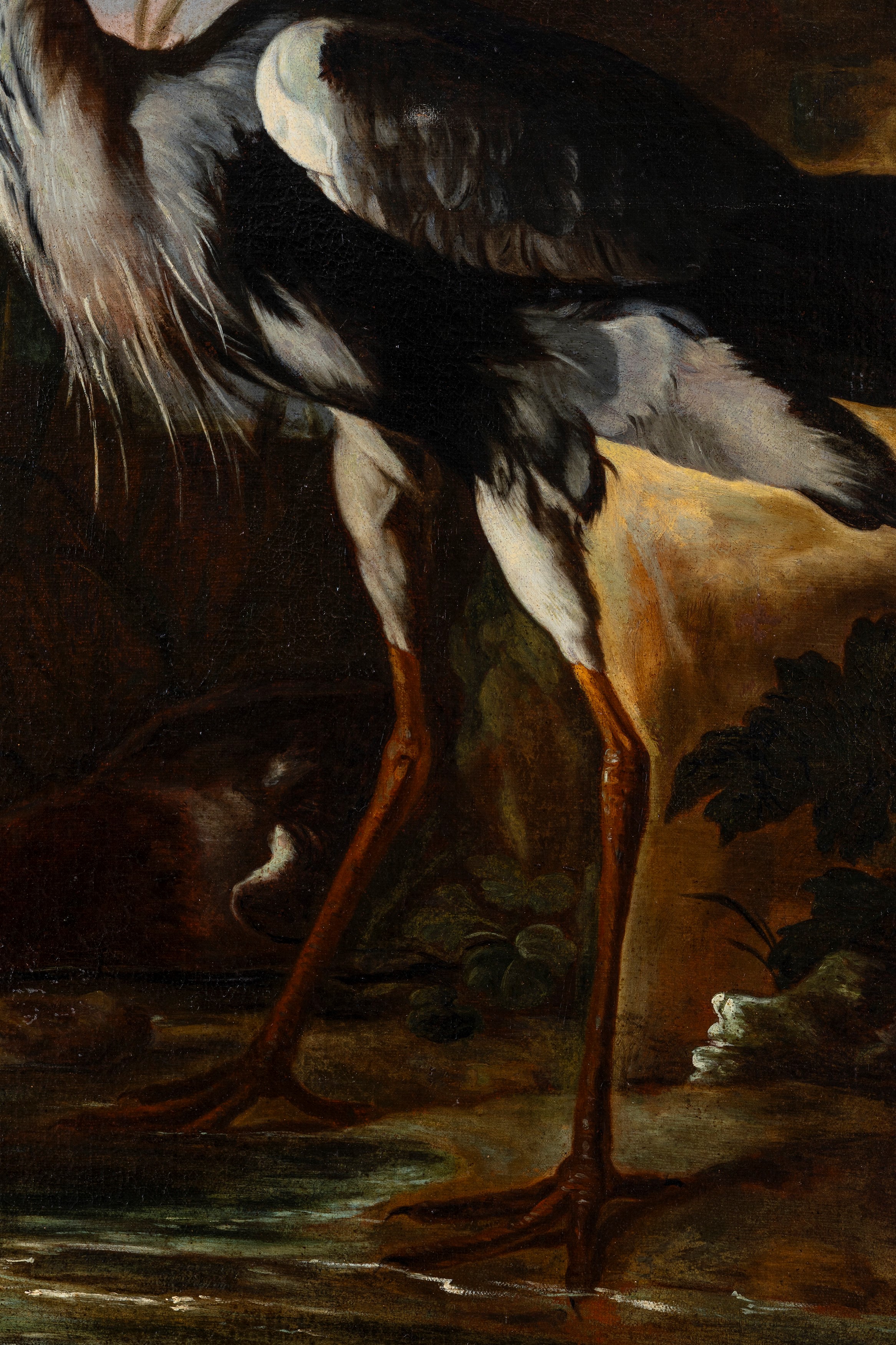 Airone cinerino con anatra presso uno stagno