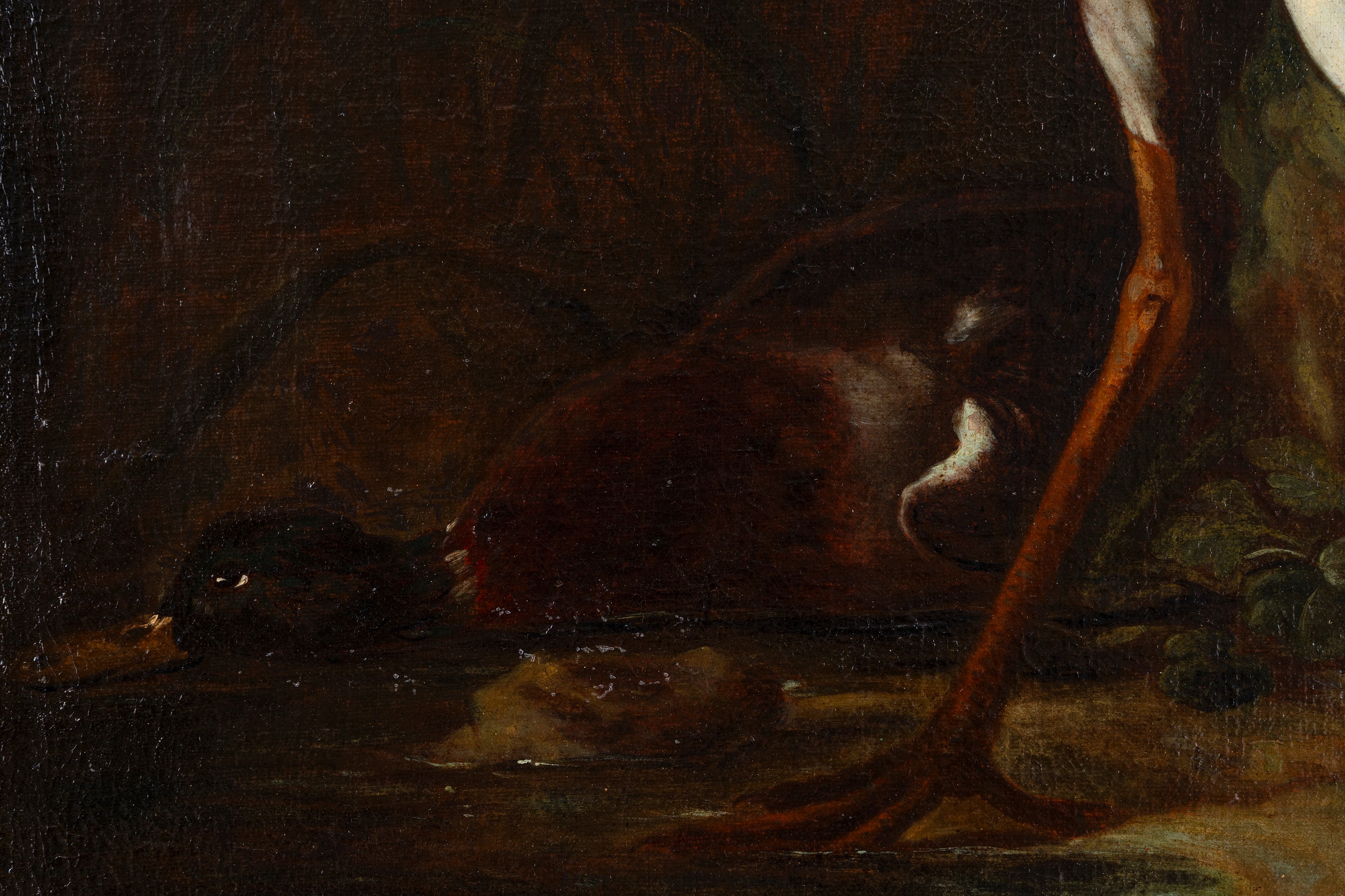 Airone cinerino con anatra presso uno stagno