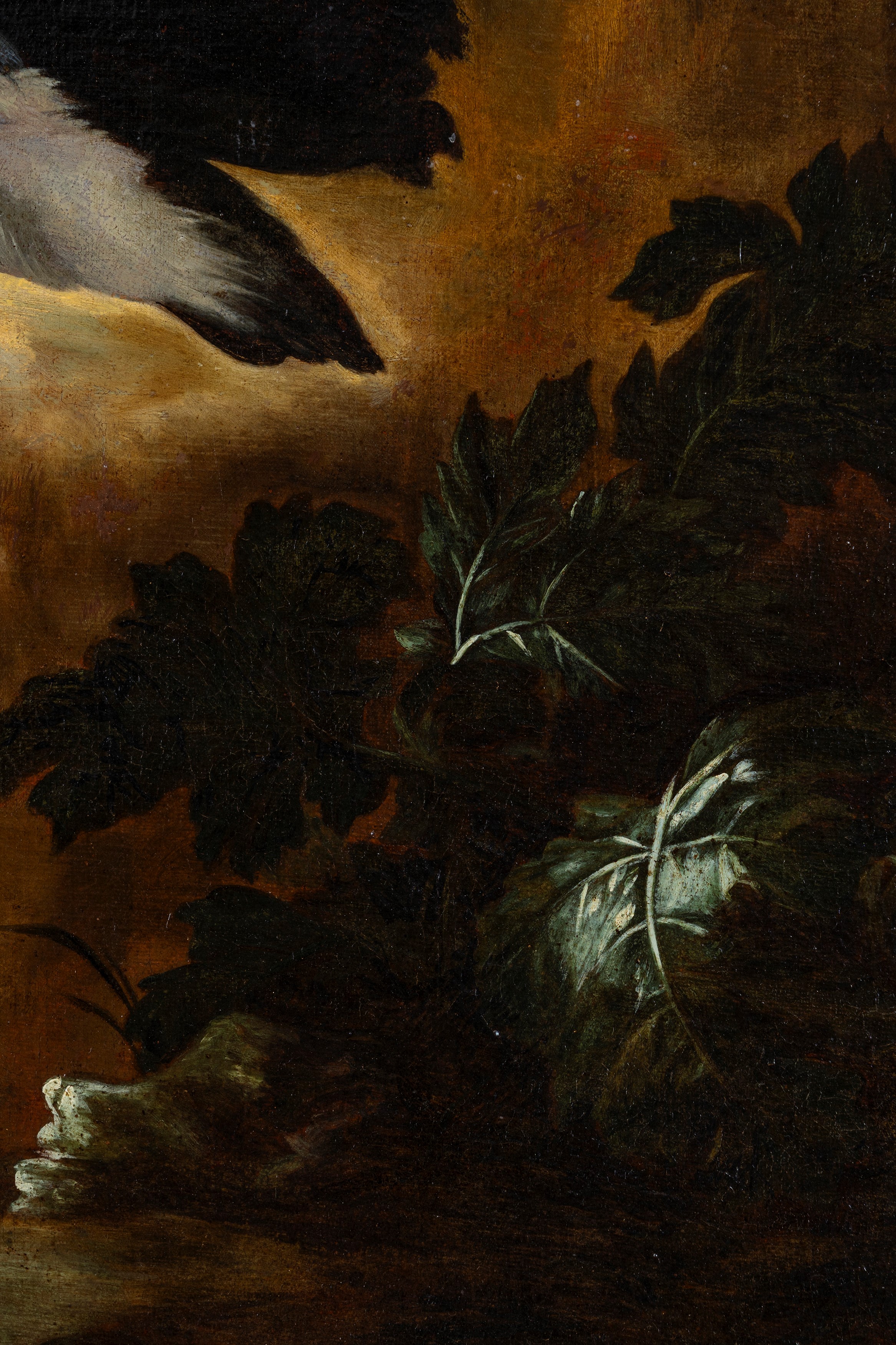 Airone cinerino con anatra presso uno stagno