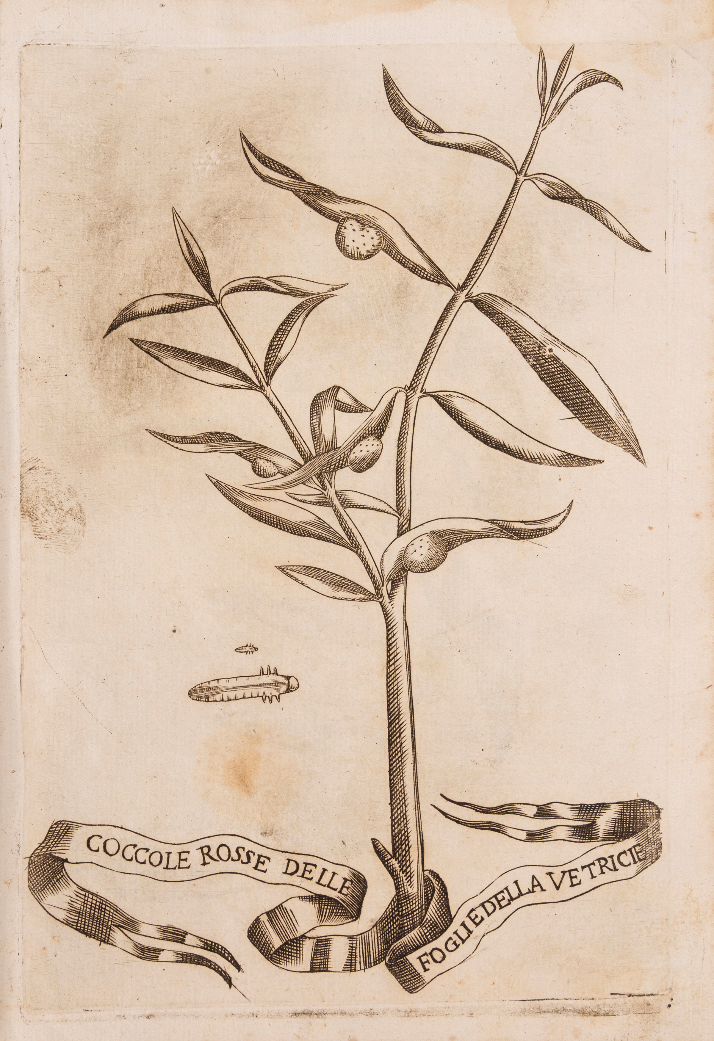 Francesco Redi - Esperienze intorno alla generazione degl'insetti, Entomologia, 1674