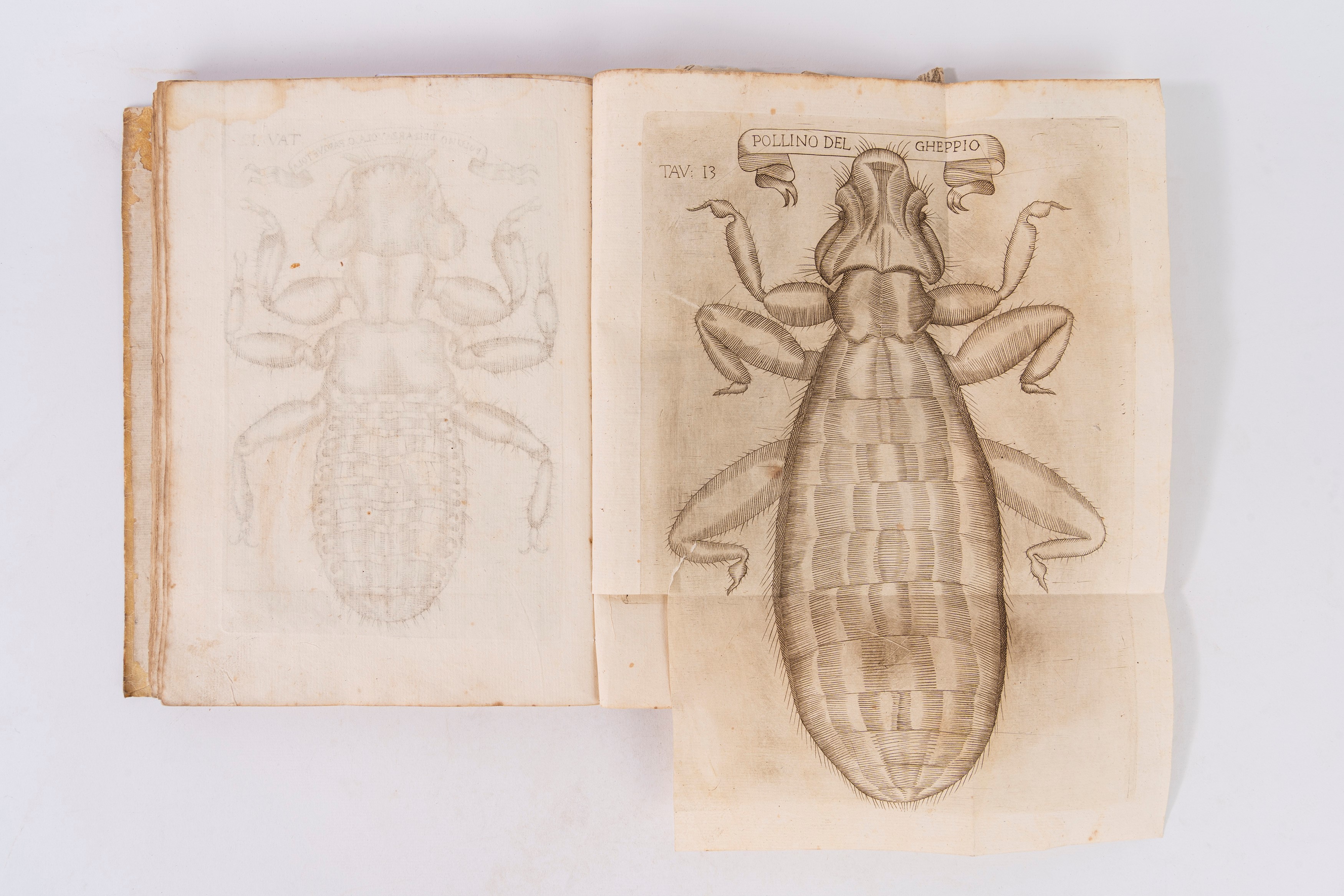 Francesco Redi - Esperienze intorno alla generazione degl'insetti, Entomologia, 1674