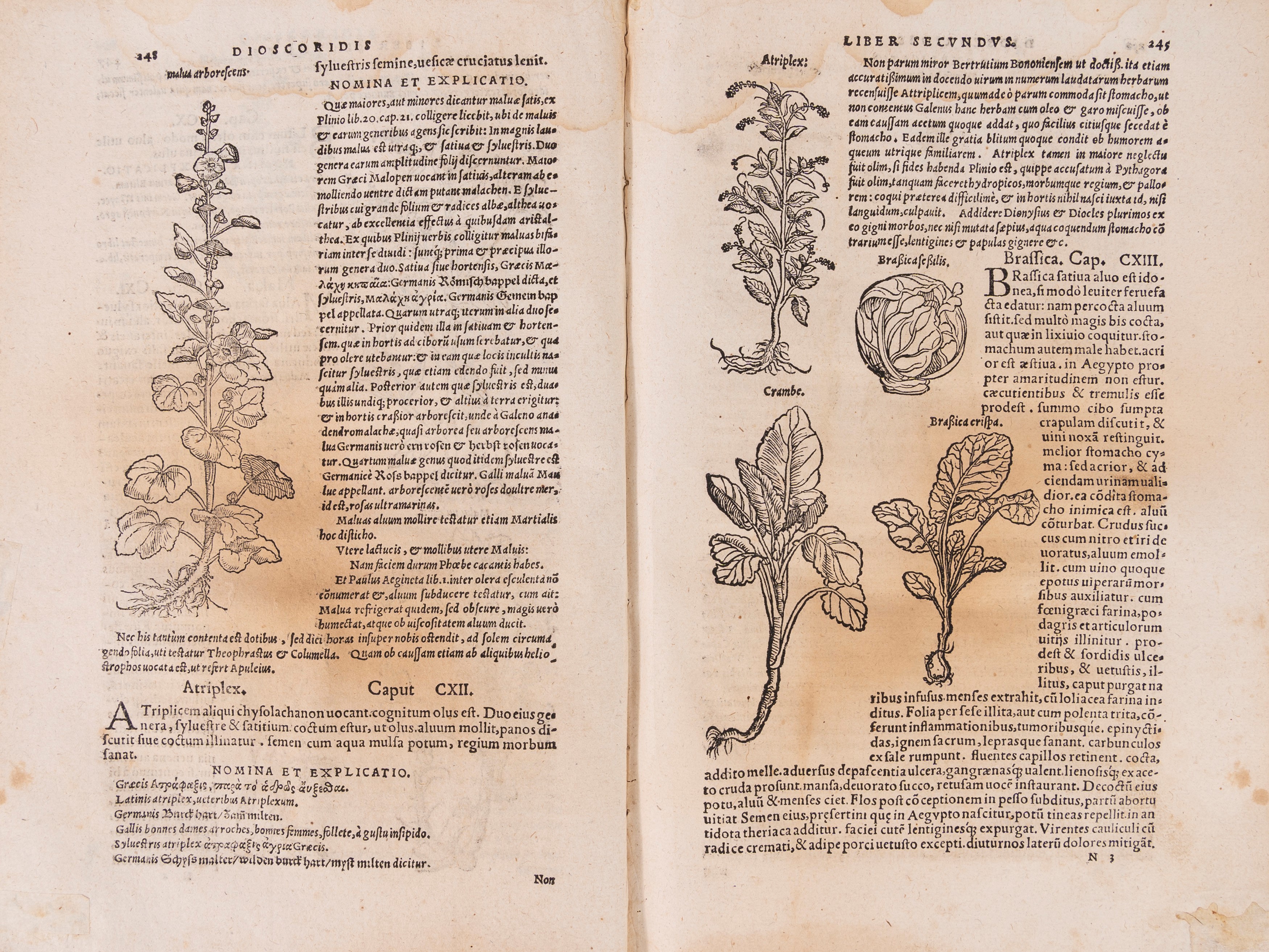 Pedanio Dioscoride - De medicinali materia libri sex, Prima edizione del 1543