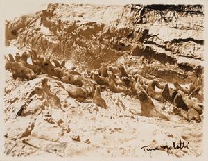 Senza titolo (Foche)