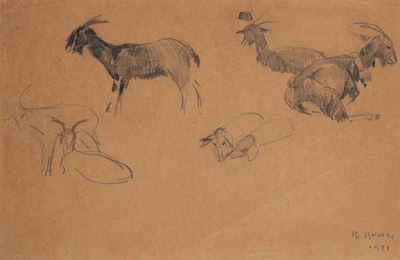 Studi di capre