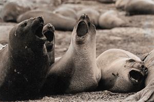 Peninsula Valdes, Argentina
