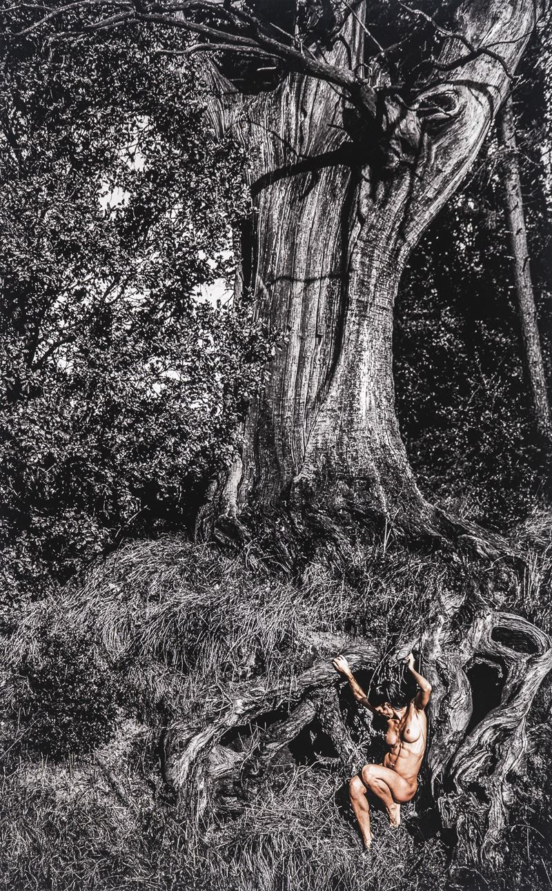 Toscana, Il Castagno