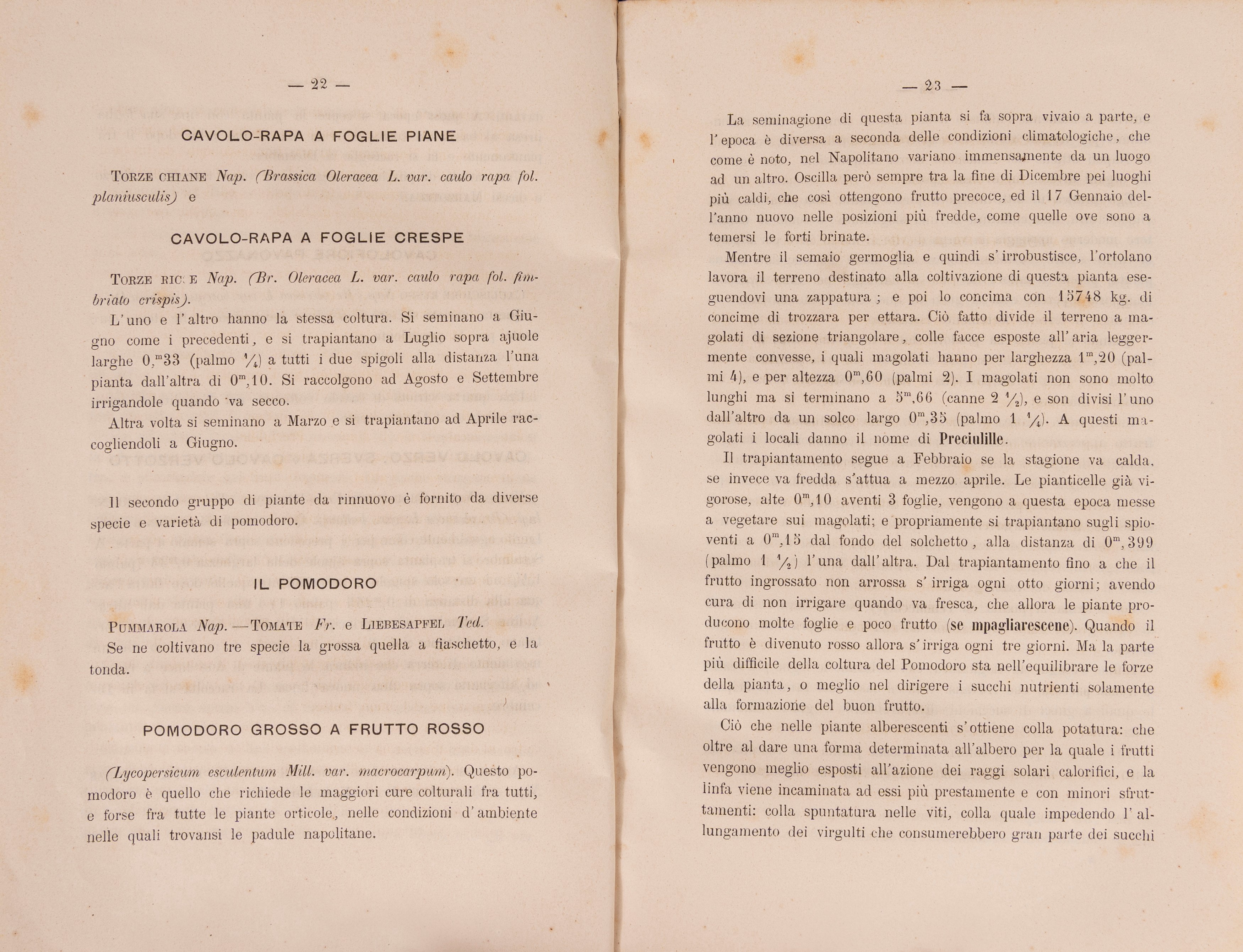 Carlo la Marca - Gli orti di Napoli