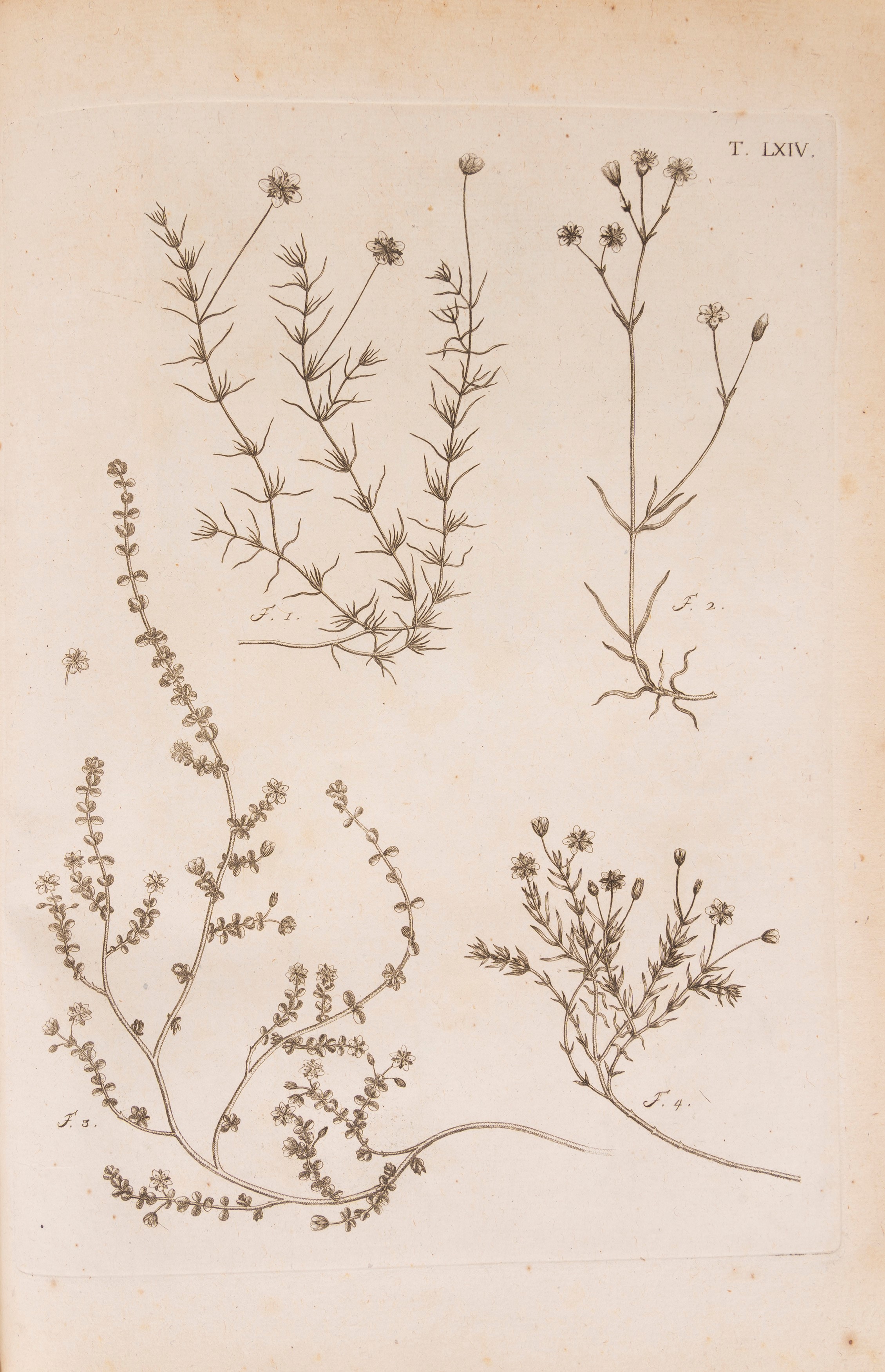 Flora pedemontana sive enumeratio methodica Stirpium indigenarum Pedemontii