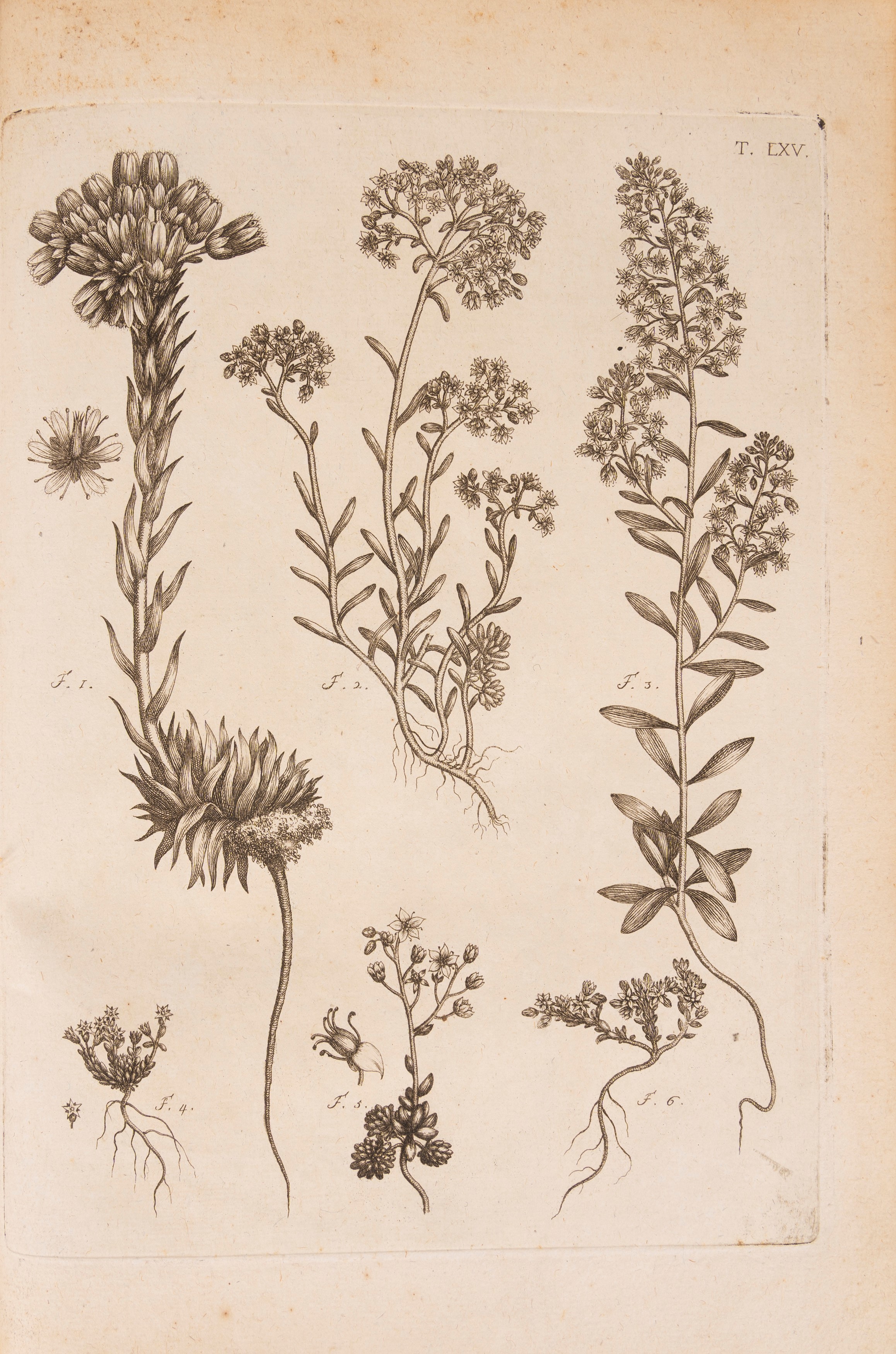 Flora pedemontana sive enumeratio methodica Stirpium indigenarum Pedemontii