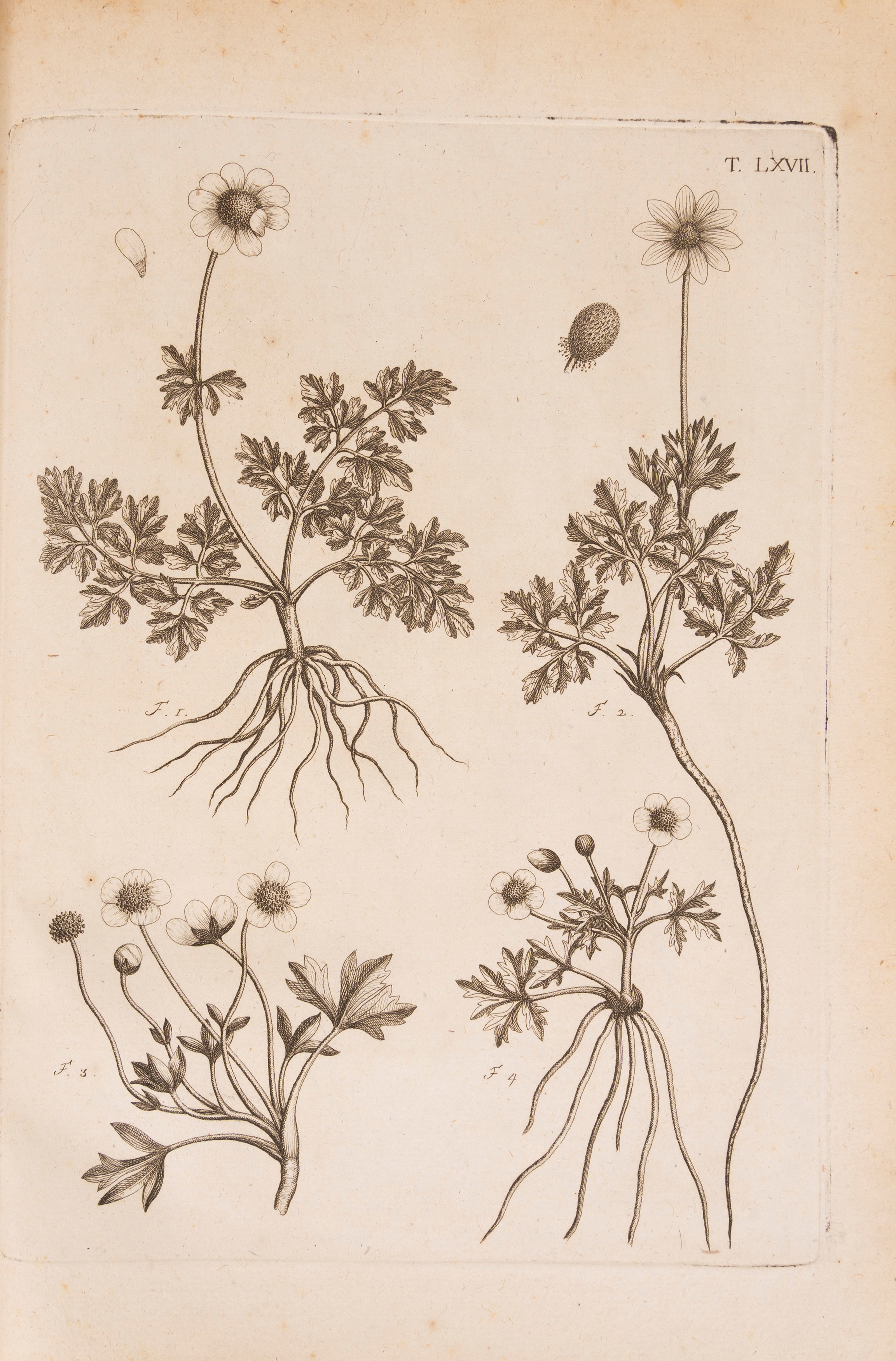 Flora pedemontana sive enumeratio methodica Stirpium indigenarum Pedemontii