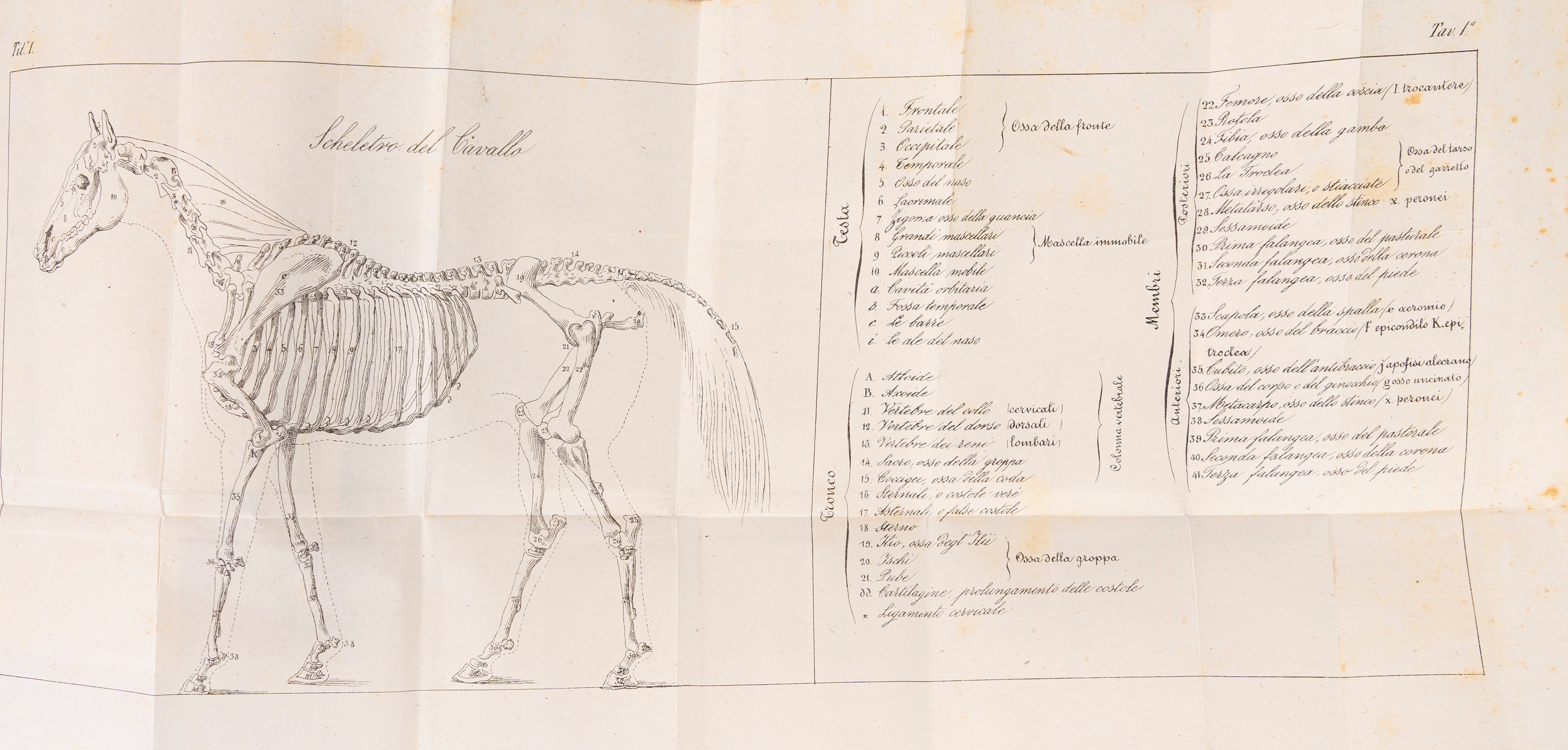 Ordinanza di sua maestà per gli esercizi e le evoluzioni delle truppe di cavalleria
